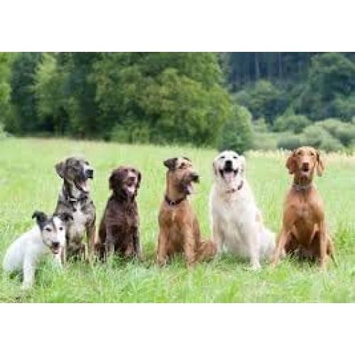 Correa de Reemplazo TrainPro 1.9 cm x 71.1 cm Negra Reflectante