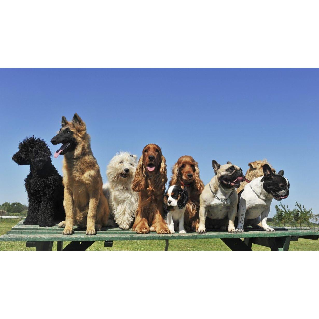 Correa de Reemplazo para Collar de Perro TrainPro 69.85 cm x 1.91 cm