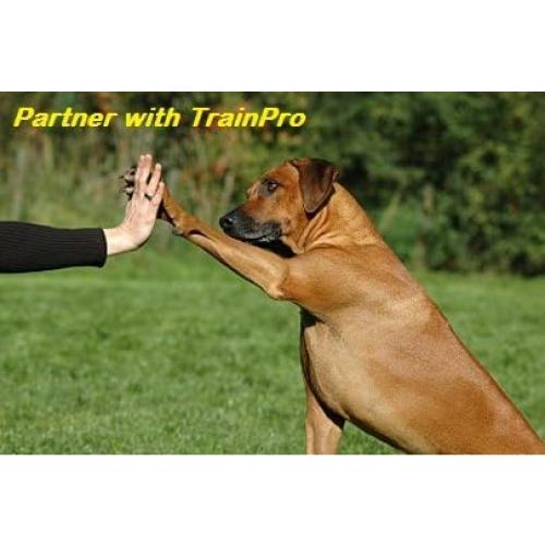 Correa de Reemplazo para Collar de Perro TrainPro 69.85 cm x 1.91 cm