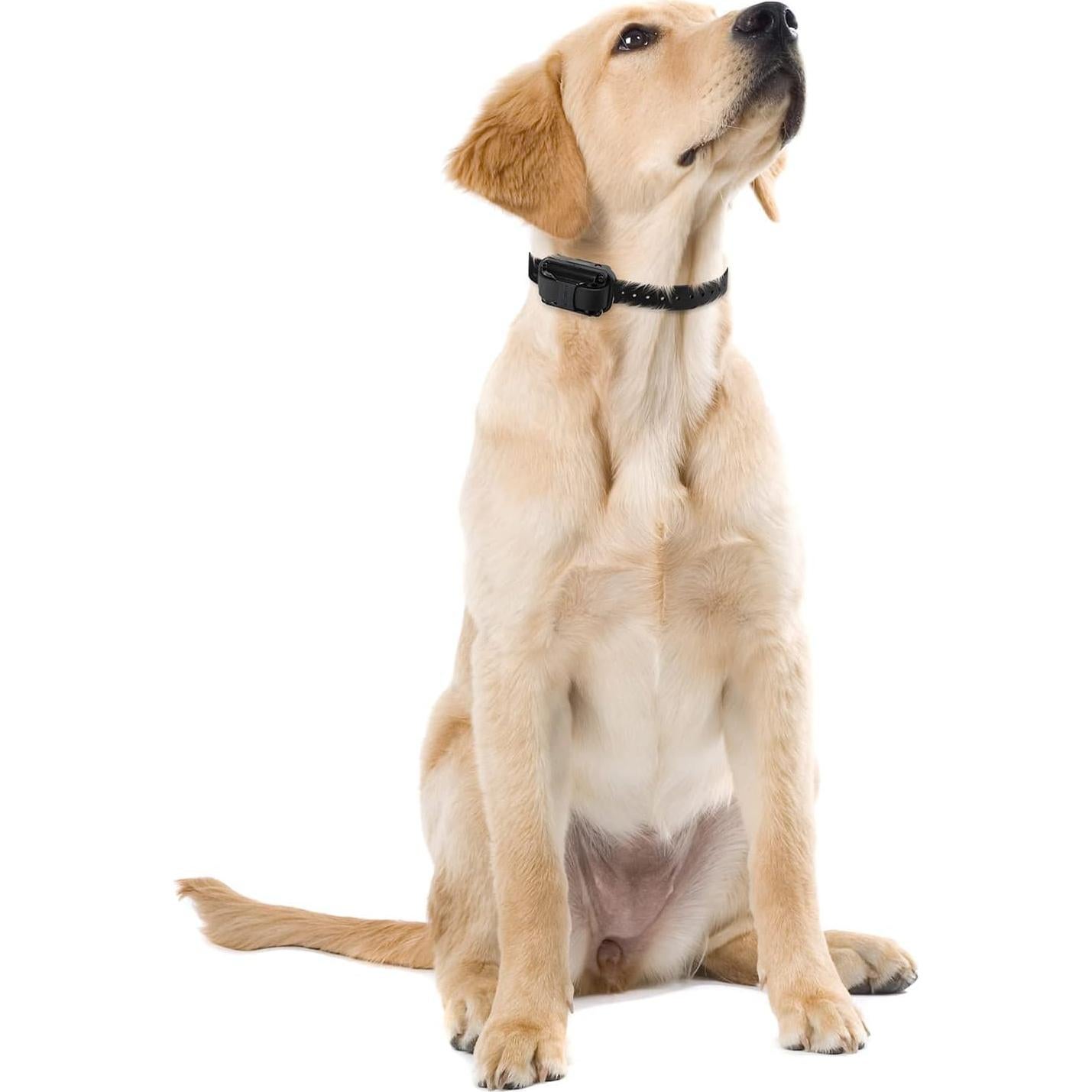 Puntos de contacto remoto Educator para perros 1,91 cm acero