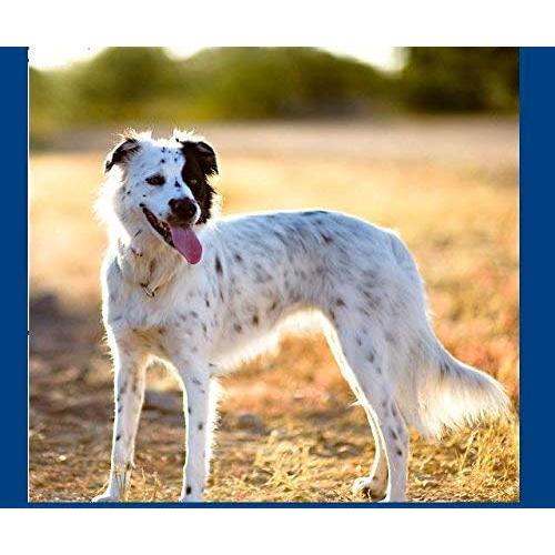 Correa de Reemplazo 1,9 cm Nylon Doble Hebilla para Perros