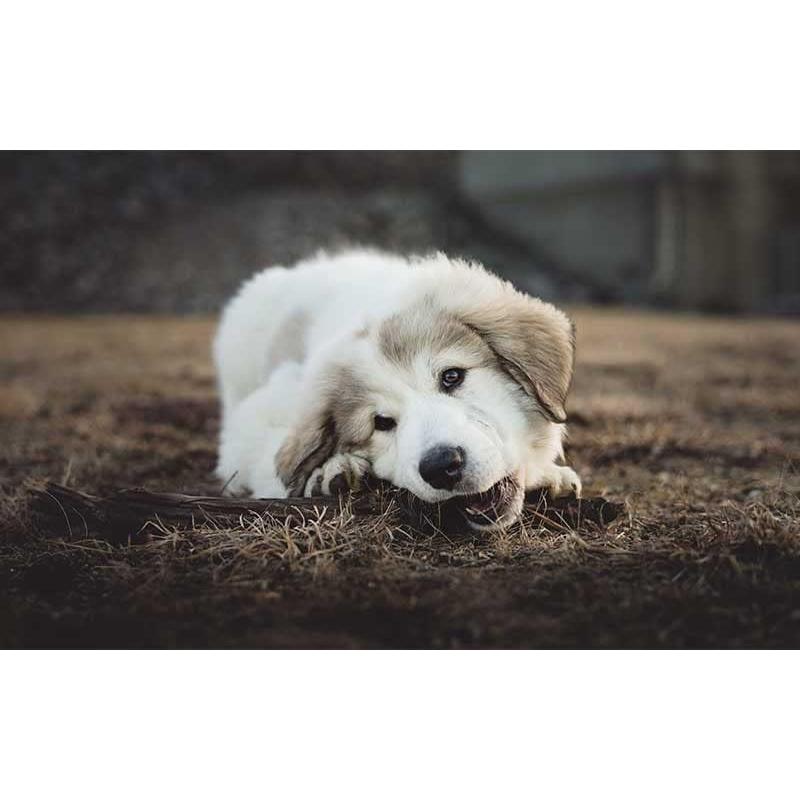 Collar de Entrenamiento Sparky Pet Co Rosa 45,72 cm