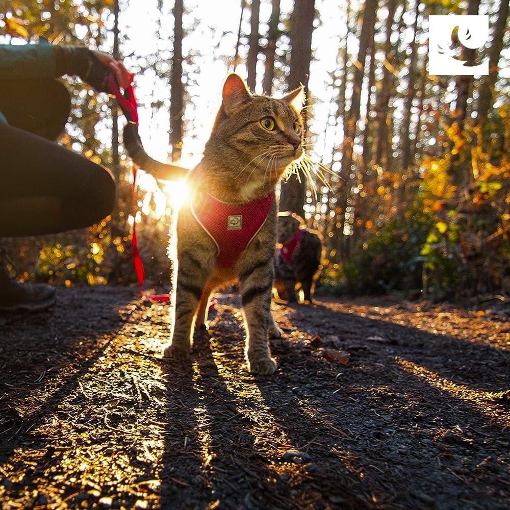 Arnés de Aventura para Gatos RCPETS Mediano Margaritas
