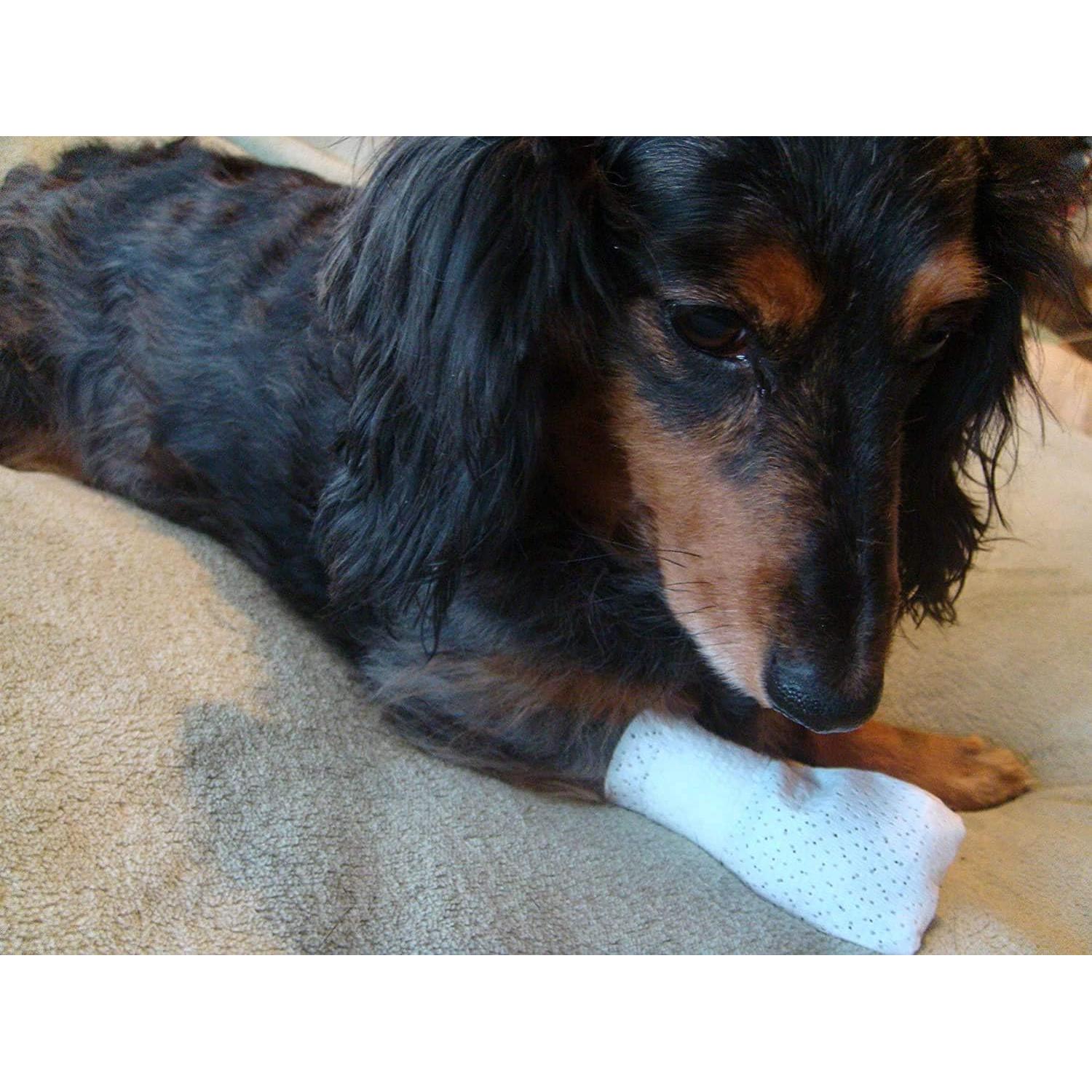 Vendajes para Patas Medimitt PawFlex XS 12-Pack Antideslizantes