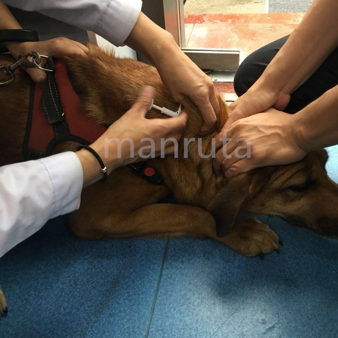 Paquete de 20 microchips de identificación Manruta 1.4x8mm