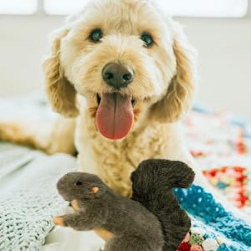 Juguete para Perros All For Paws Ardilla Pequeña 16 cm