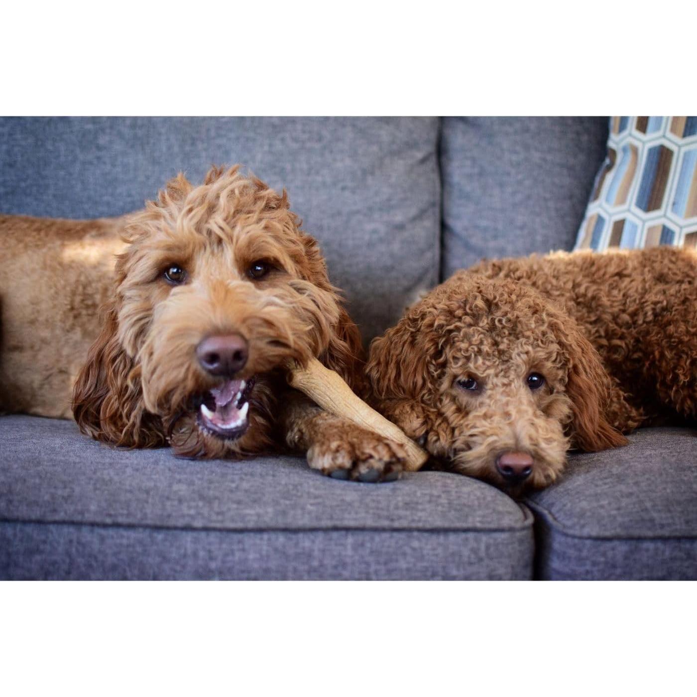 Juguete para Masticar Petstages Dogwood Pequeño 12,7 cm