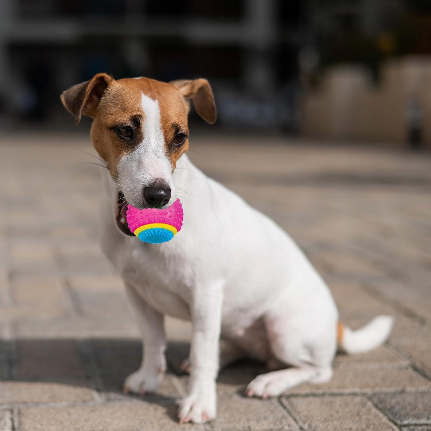 Pelota Sensorial SPOT para Perros 6.35 cm - TPR Duradera