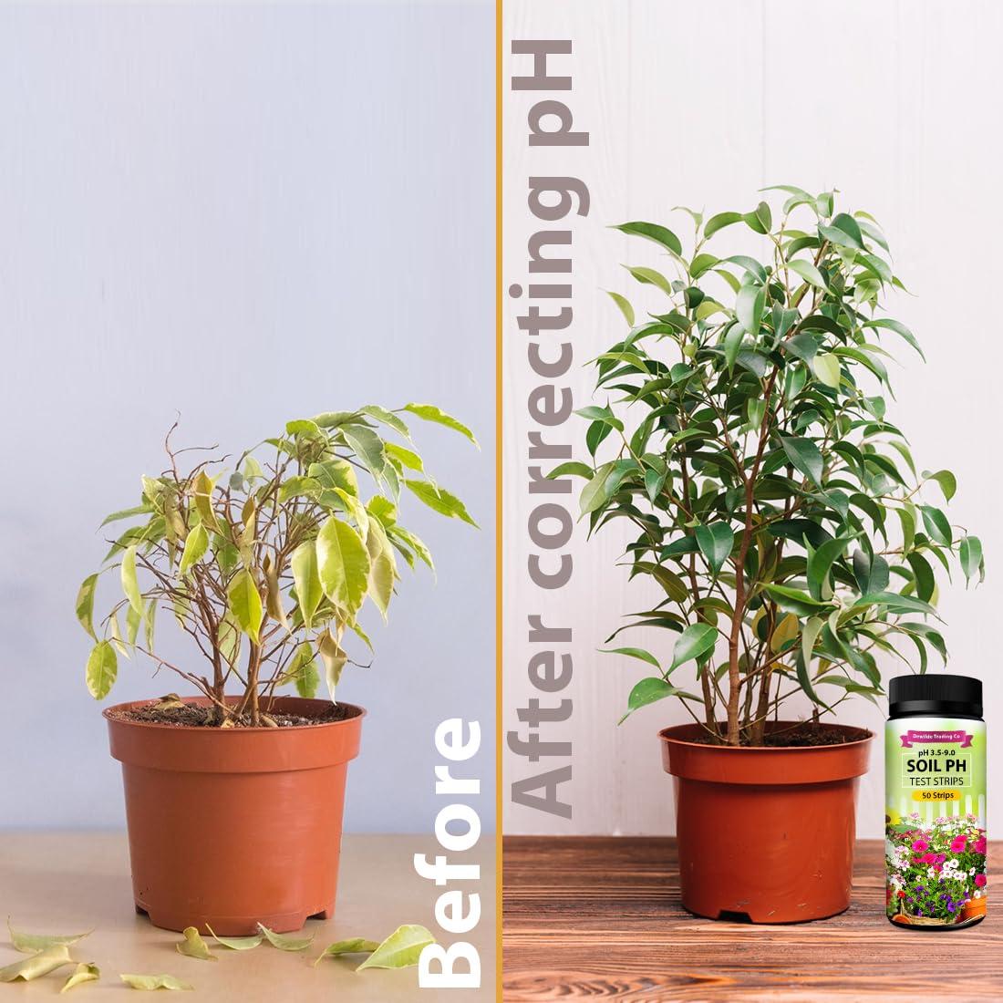 Kit de Prueba de pH del Suelo Dewildetradingco - 100 Tiras