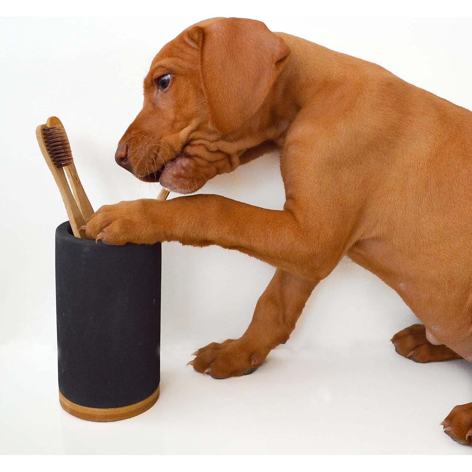 Soporte para Cepillos de Dientes Matani Bambú Diatomita Gris