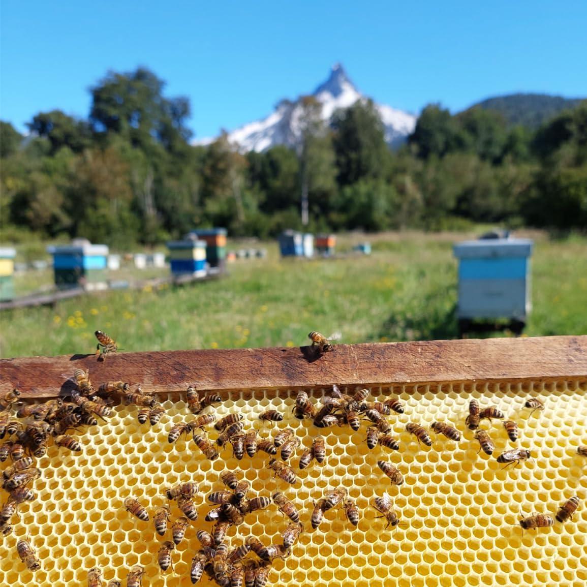 Miel Ulmo Cruda 340g - Más Poderosa que la Manuka