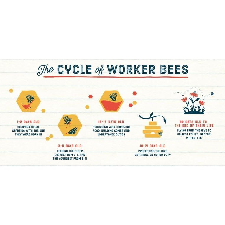 Miel Cruda Local Hive Clover 453g - 100% Pura de EE. UU.