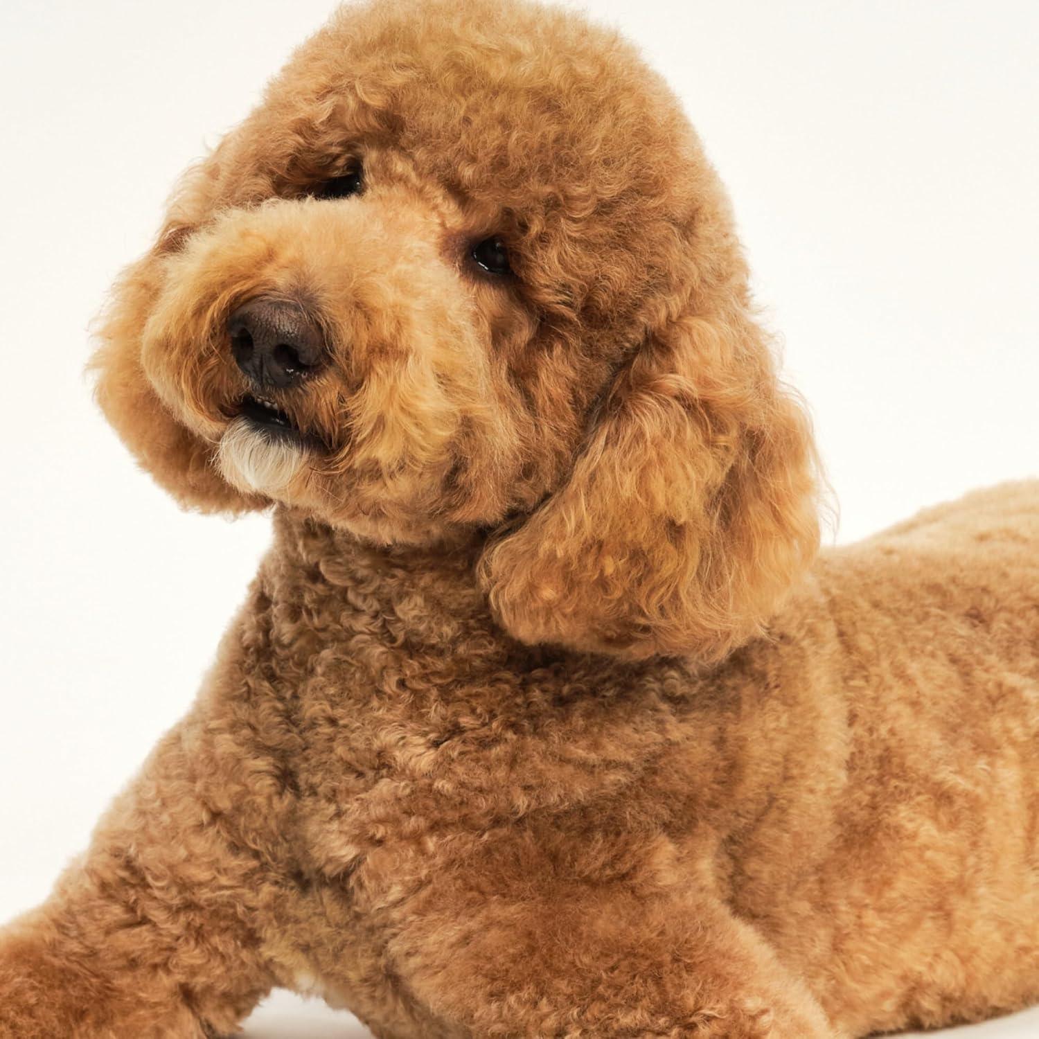 Cepillo Desenredante Pequeño Tangle Teezer Lila y Amarillo