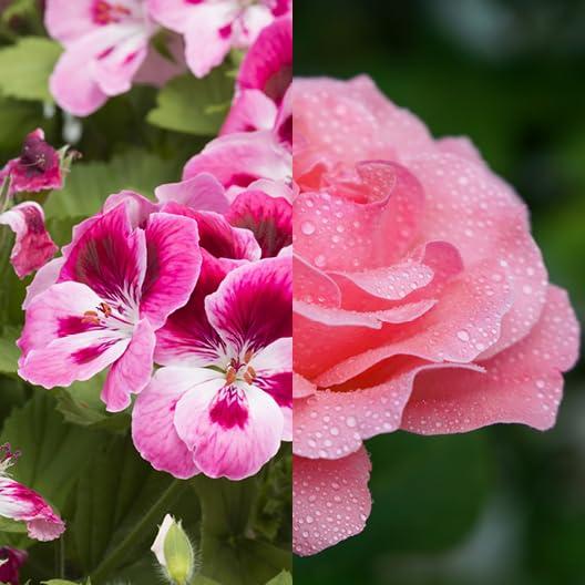 Aceite Corporal Geranio Rosa Augustinus Bader 14.5cm