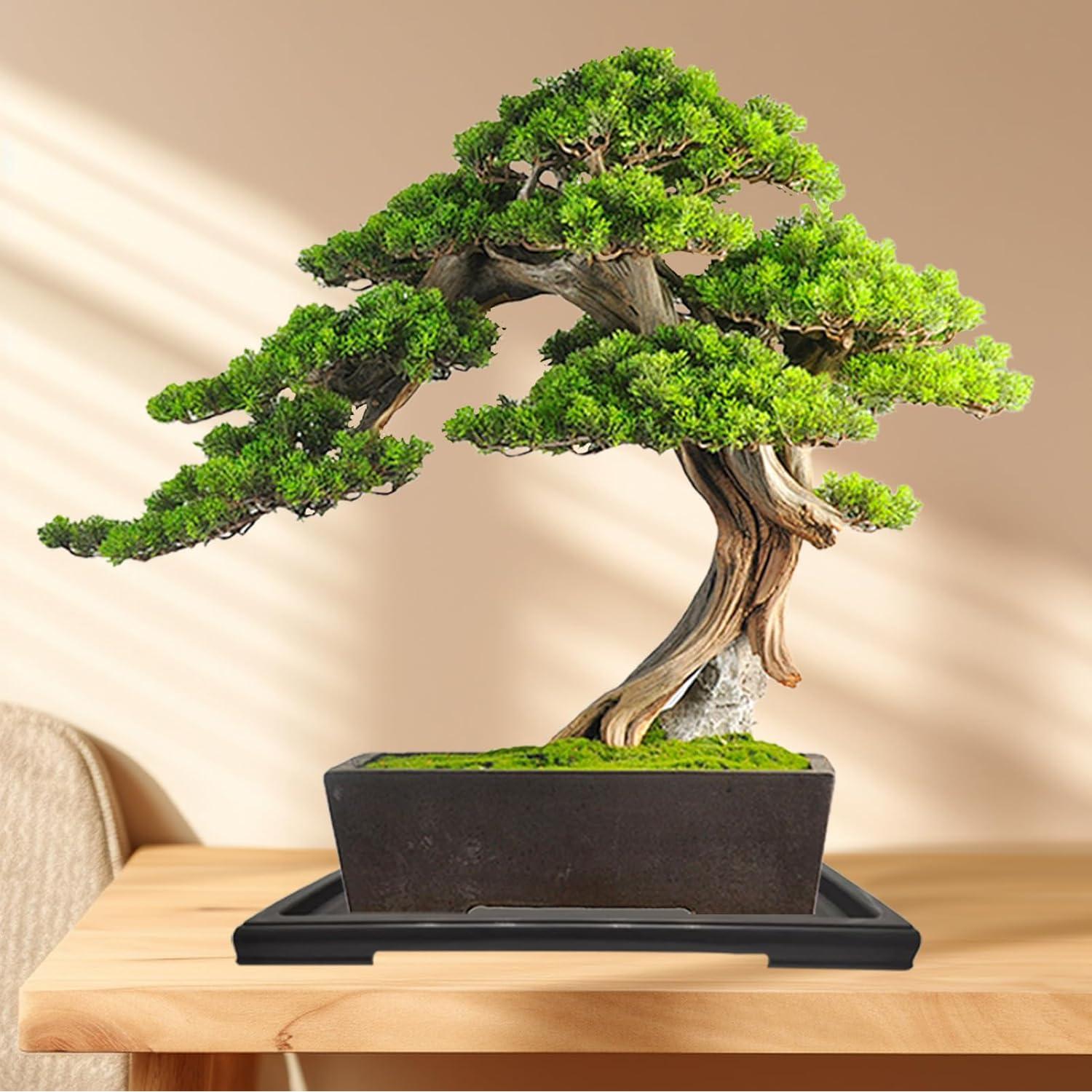 Bandejas de Humedad para Bonsai KEOHOLI 2 Piezas 29x21cm
