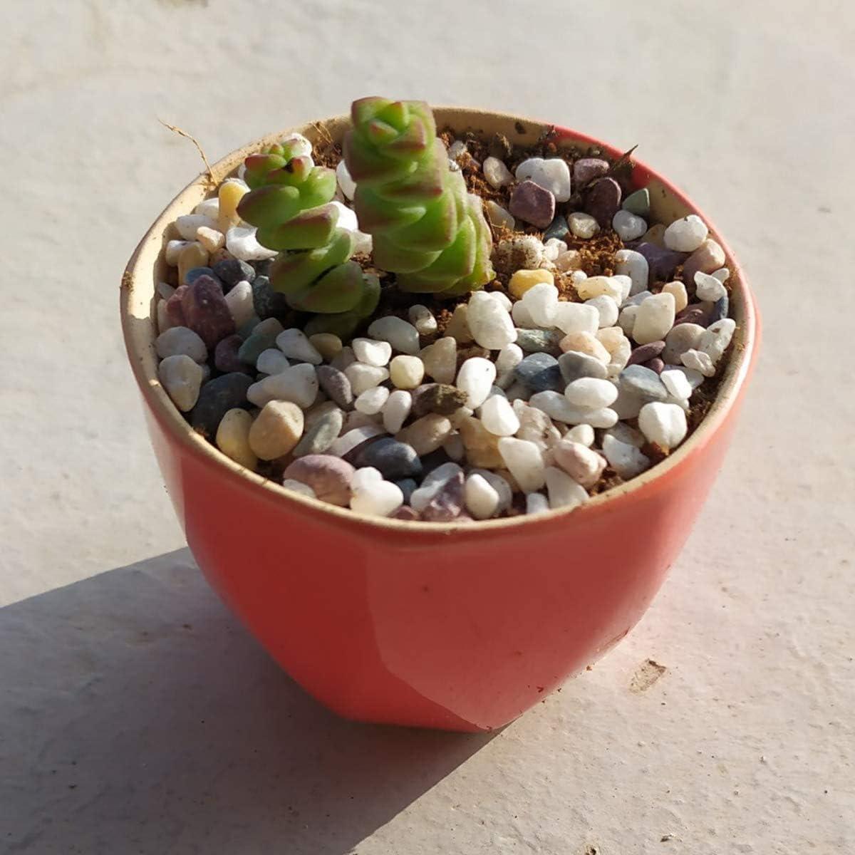 Guijarros Decorativos TOYPOPOR 0.91 kg Mezcla de Colores