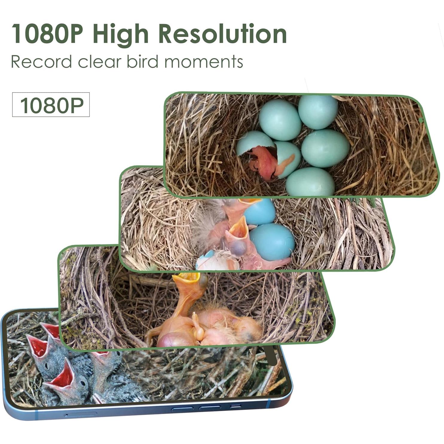 Casa para Aves Inteligente Birdkiss Verde HD 1080P Solar