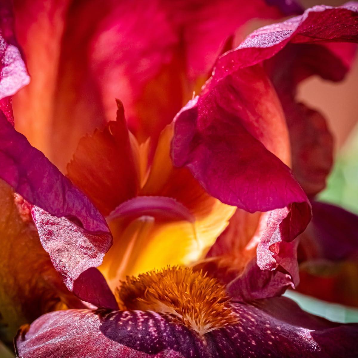 Difusor de Fragancia Inteligente Aera + Recarga Moondance