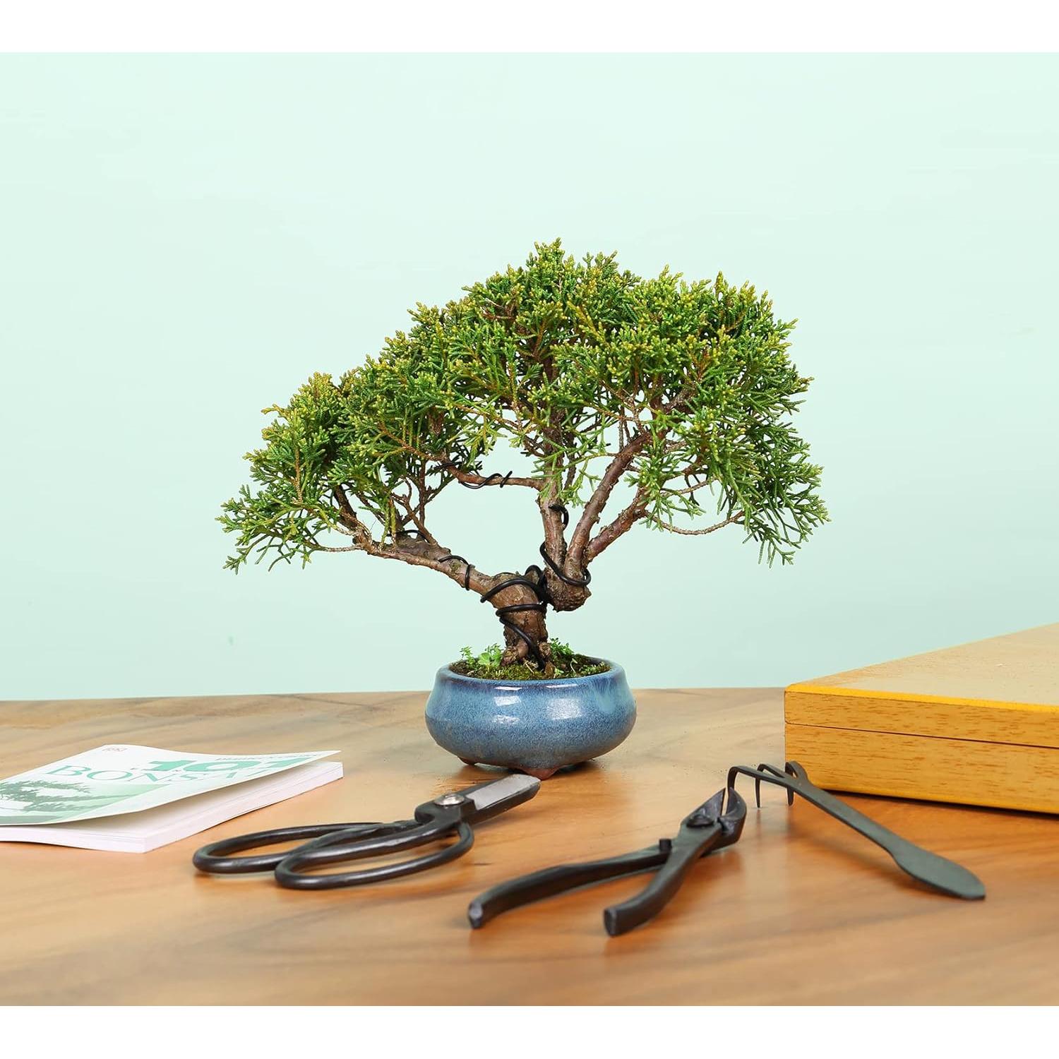 Juego de Herramientas de Bonsái SOLIGT 12 Piezas con Caja