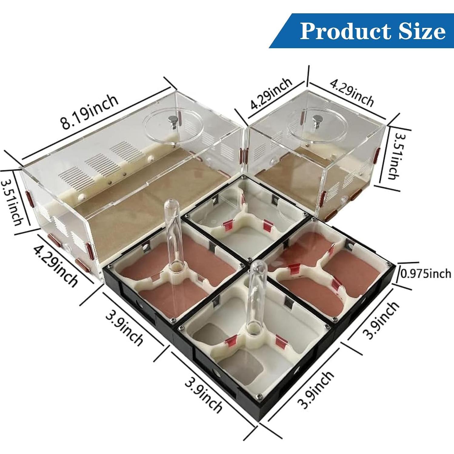 Kit Terrario Hormigas Ants Footsteps 30.68x30.68 cm