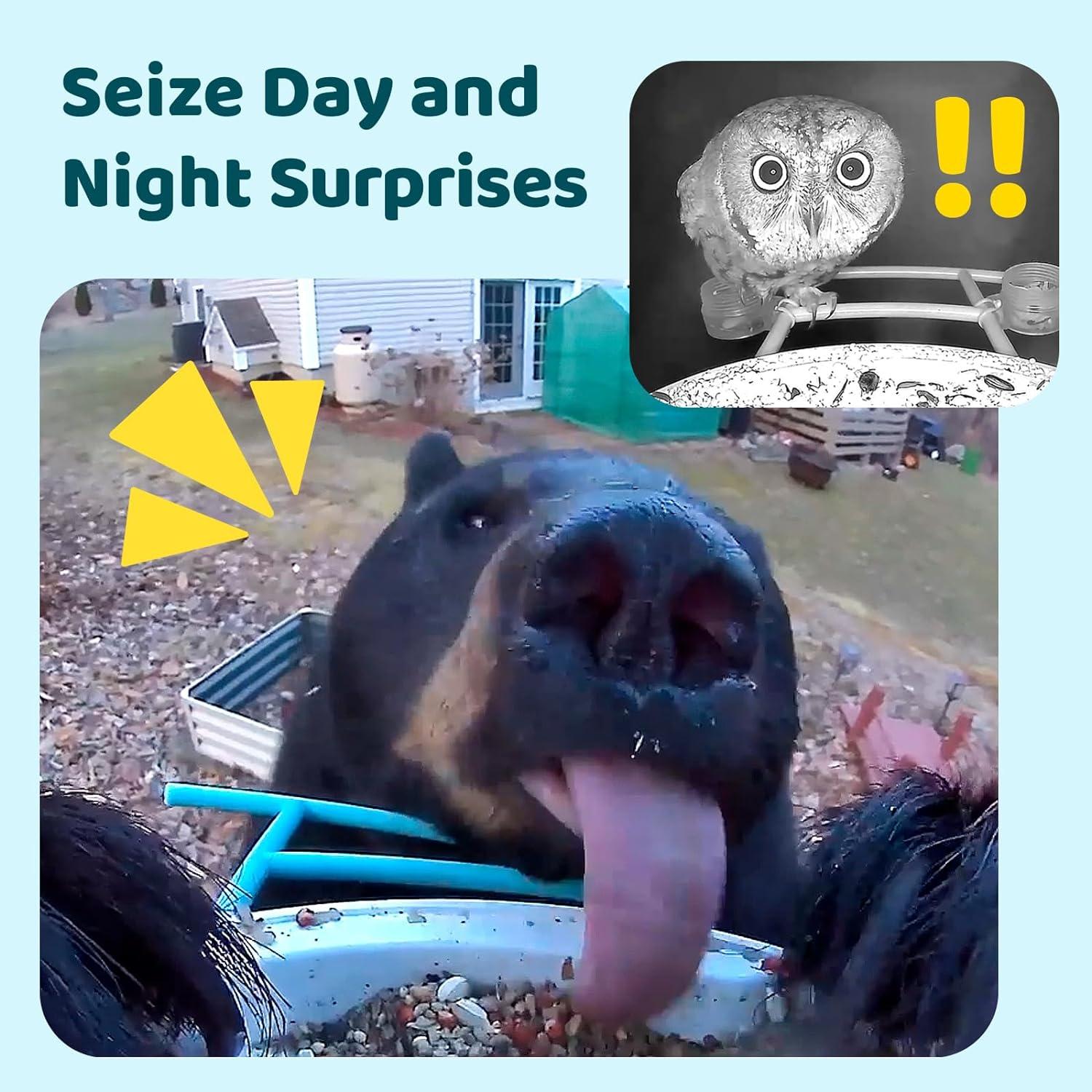 Comedero Inteligente NETVUE Birdfy con Cámara 1080P Amarillo