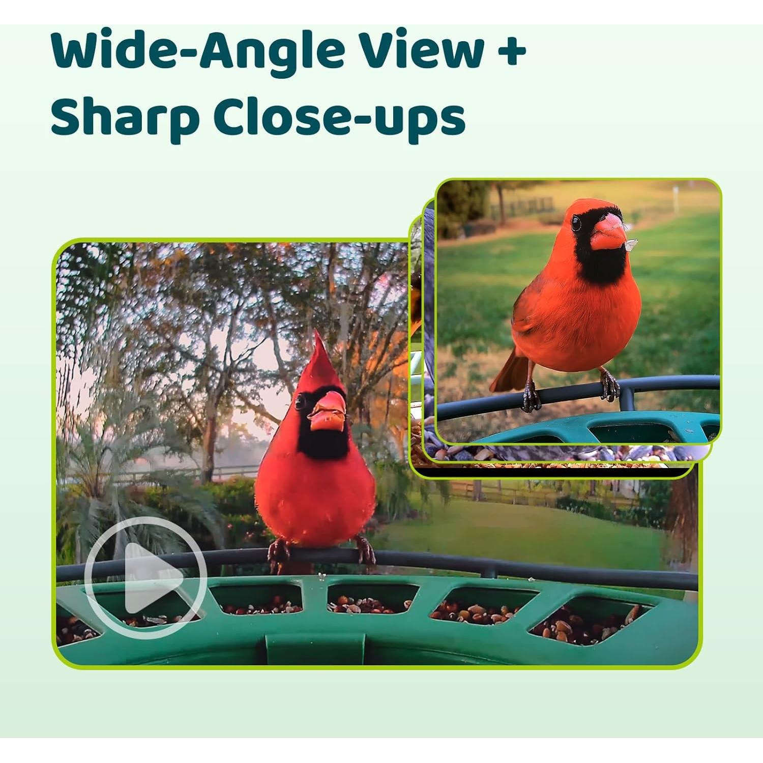 Comedero Inteligente Birdfy 2 con Cámara AI y Solar