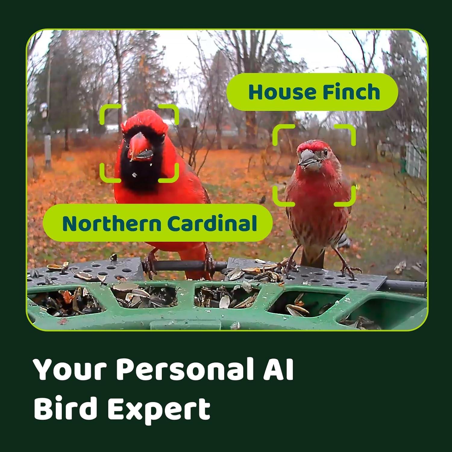 Comedero Inteligente Birdfy 2 con Cámara AI y Solar