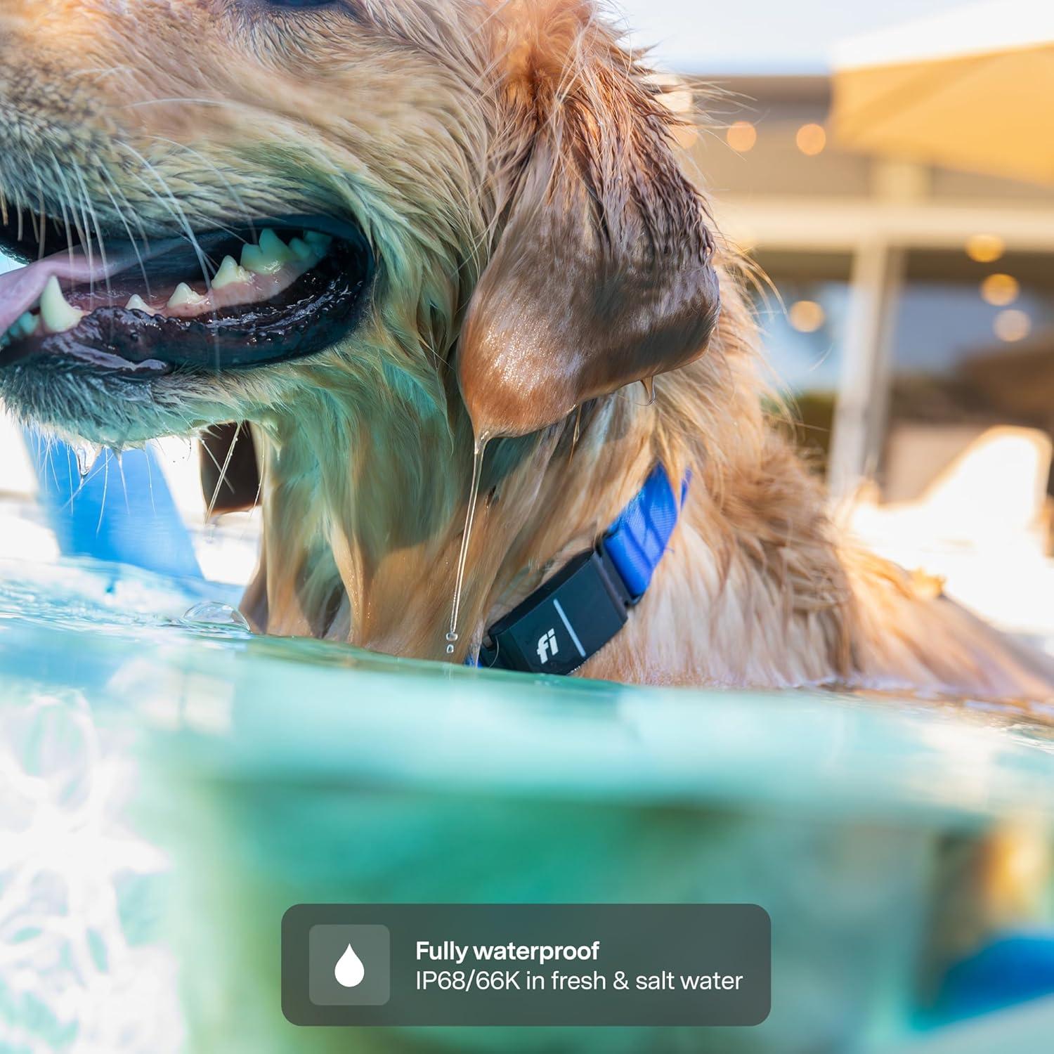 Collar Inteligente Fi 3+ para Perros Pequeños - GPS, Salud, Azul