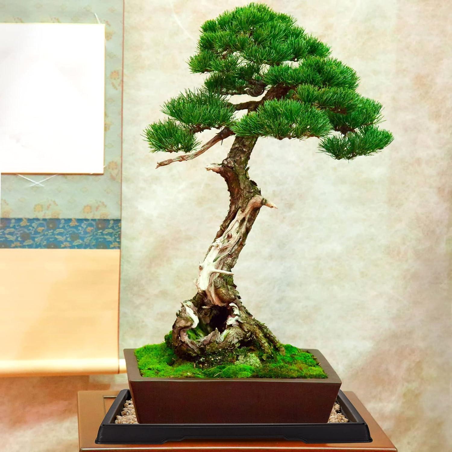 Bandeja de Humedad Pinkunn para Bonsai 39.8x33 cm 2 Pcs