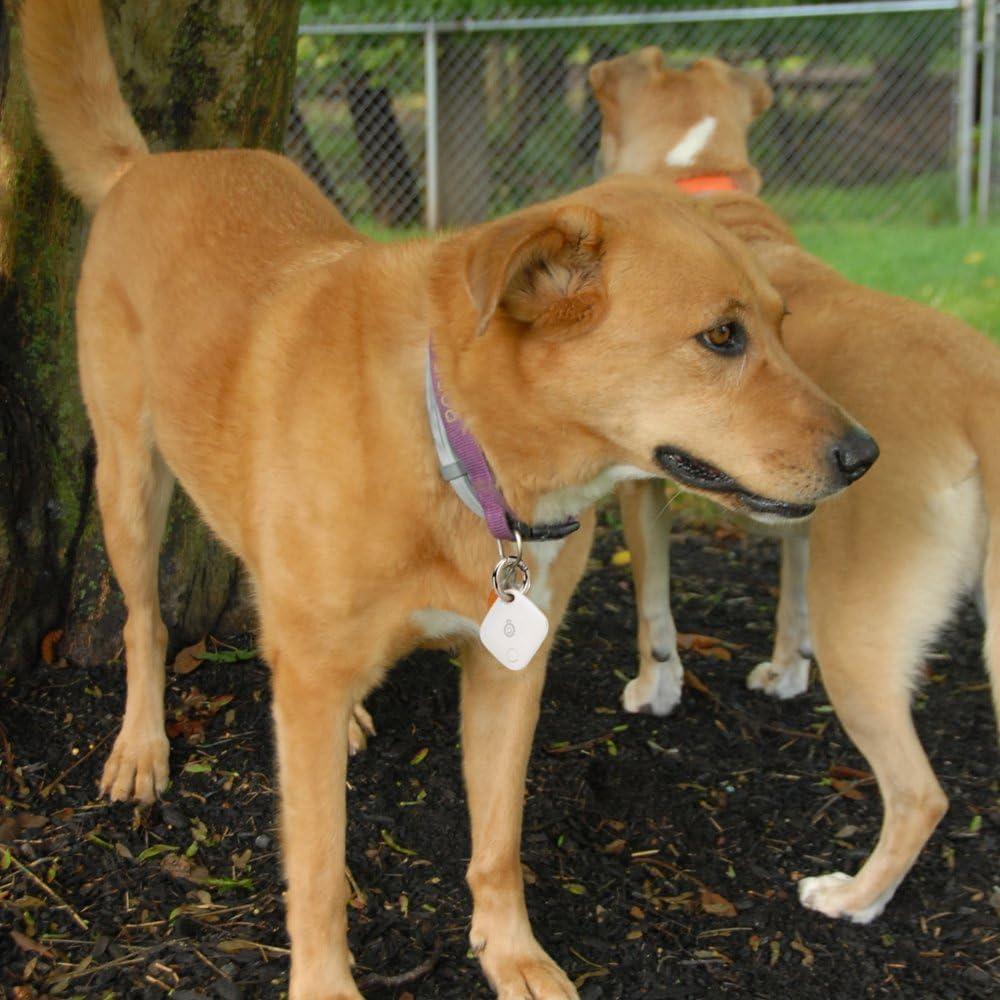 Soporte Royal para AirTag con Llavero Antirayones