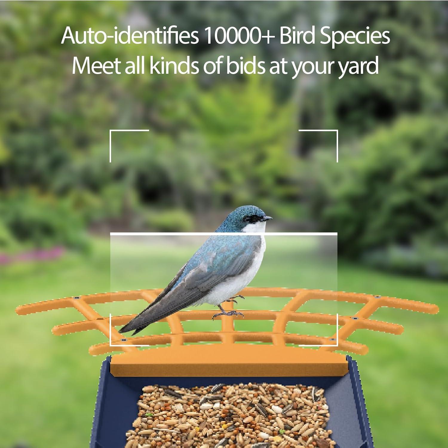 Comedero Inteligente Birdkiss con Cámara HD y Panel Solar
