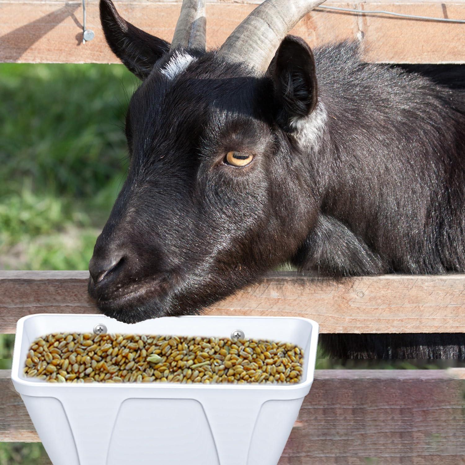 Comedero Colgante para Aves de Corral Mozoba 3 Piezas