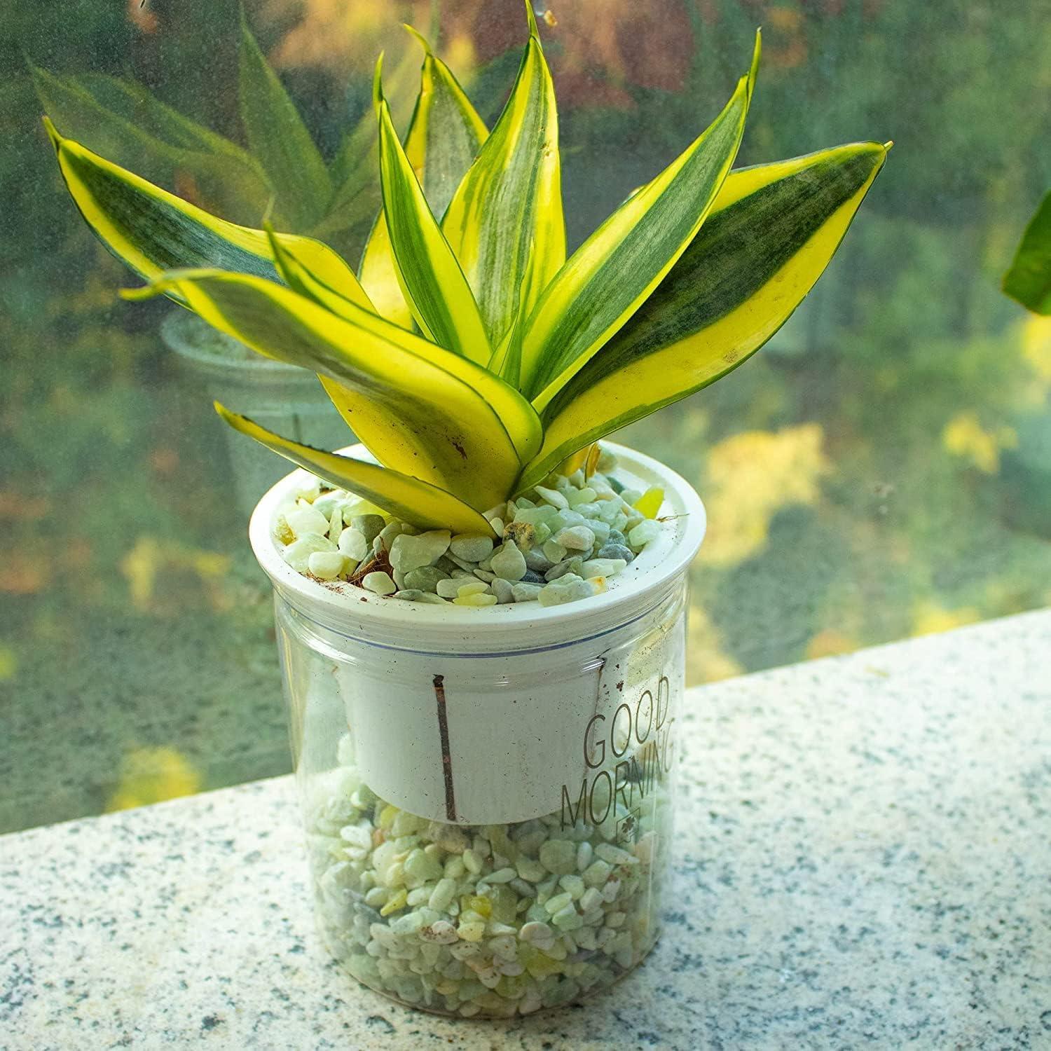 Arena Decorativa Jade 3,18 kg para Suculentas y Cactus