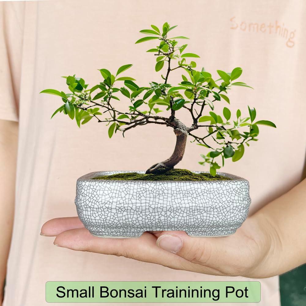 Maceta de Cerámica Craquelada Blanca MUZHI 14.7x10.7cm con Bandeja