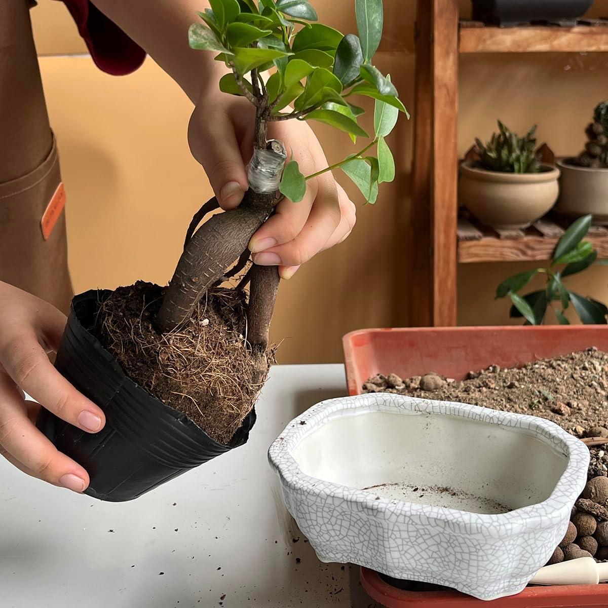 Maceta de Cerámica Craquelada Blanca MUZHI 14.7x10.7cm con Bandeja