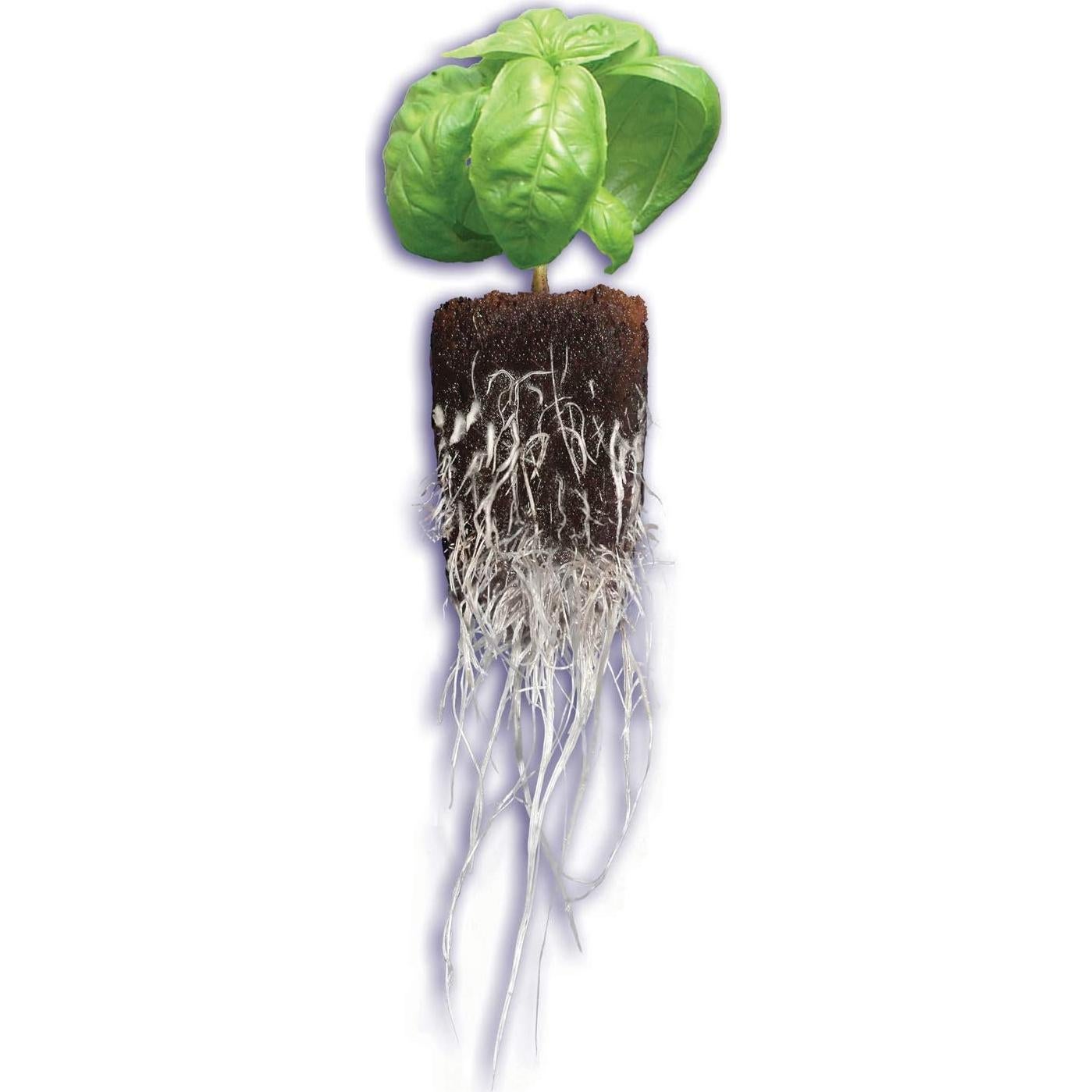 Tapones Rapid Rooter General Hydroponics para Enraizamiento - 50 Unidades