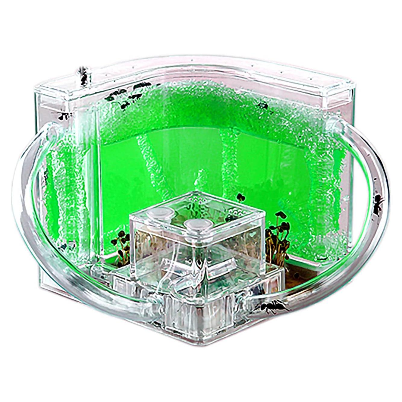 Granja de Hormigas EXBEPE Terrario Ecológico 20cm Verde