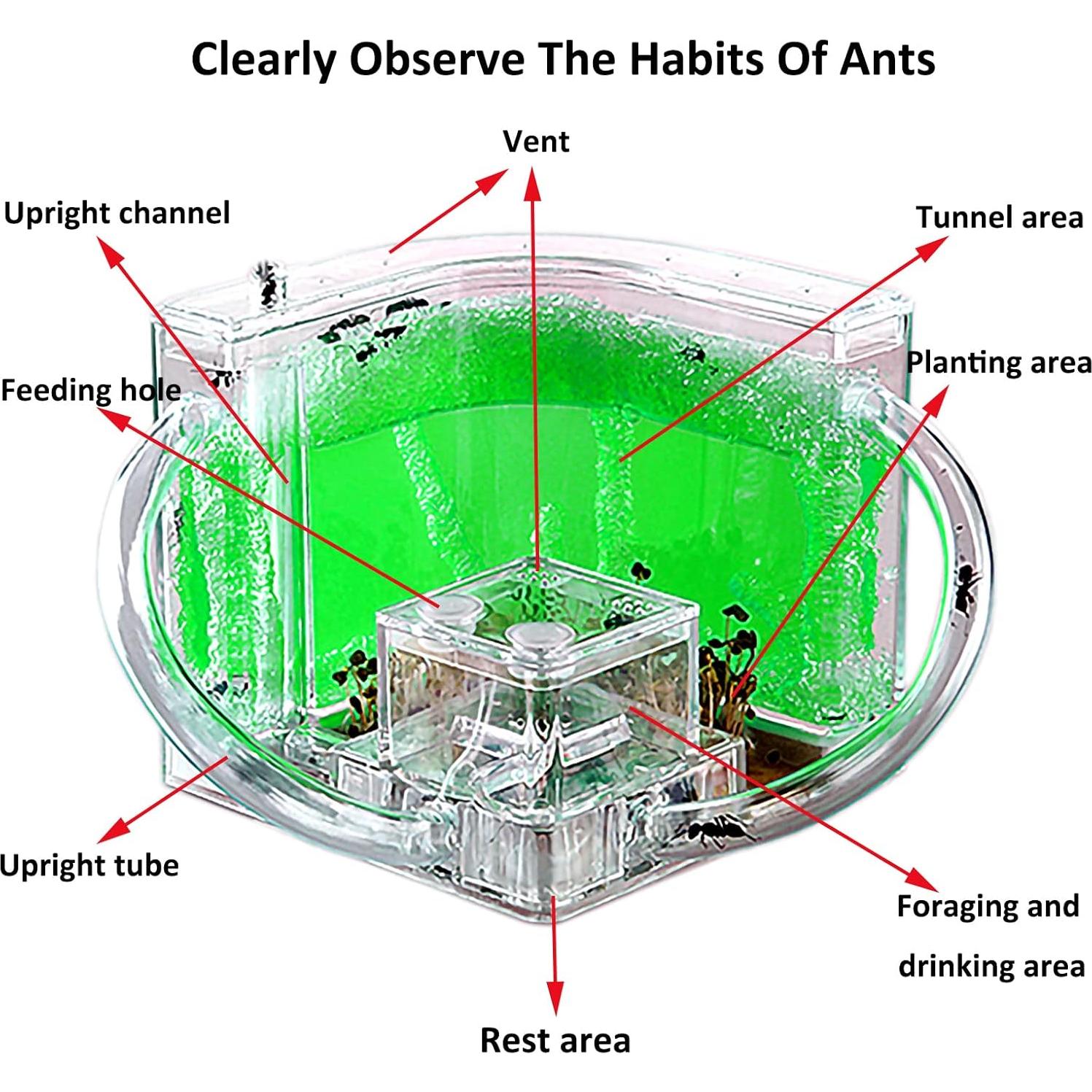 Granja de Hormigas EXBEPE Terrario Ecológico 20cm Verde