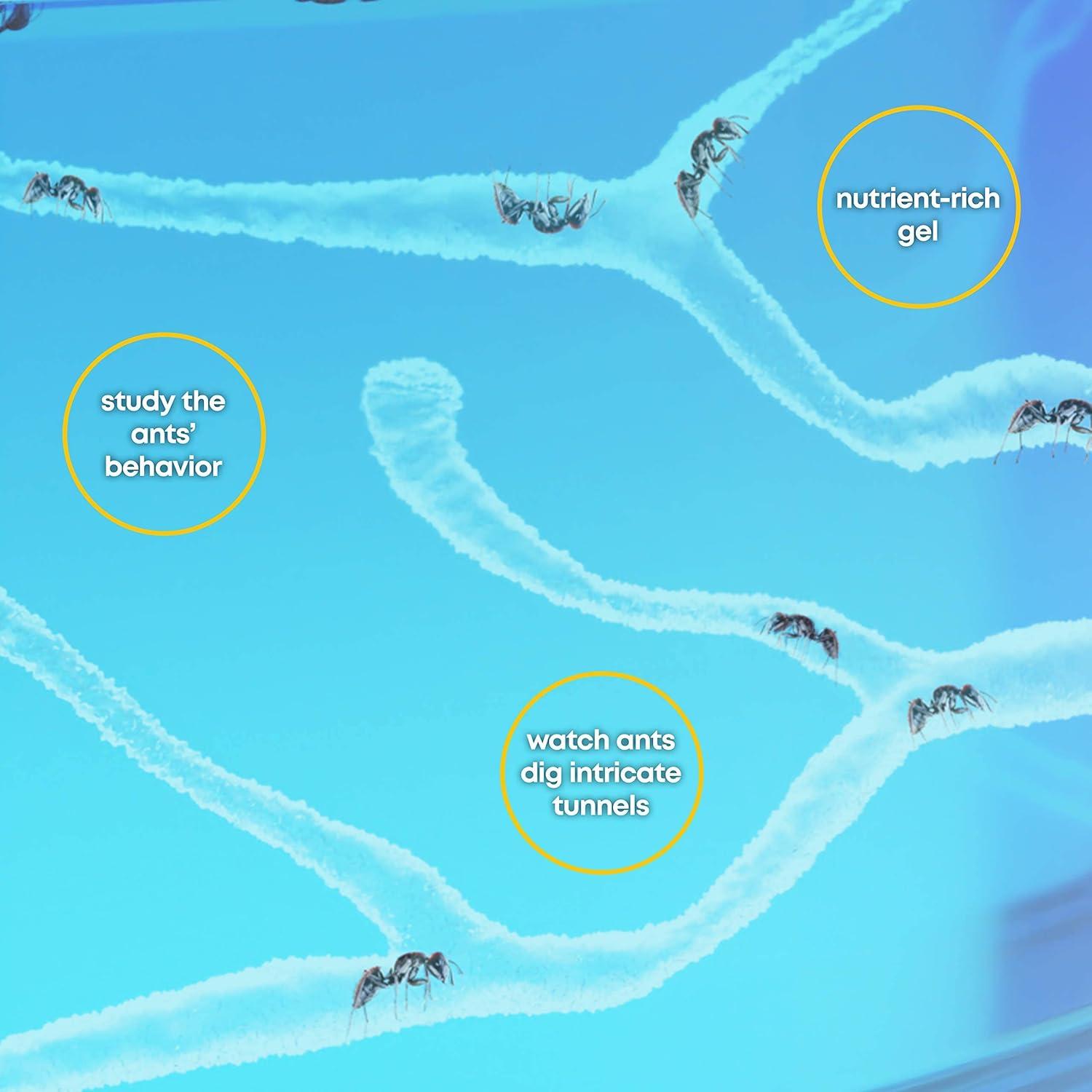 Terrario de Hormigas LED Dan&Darci - Gel Brillante y Libro