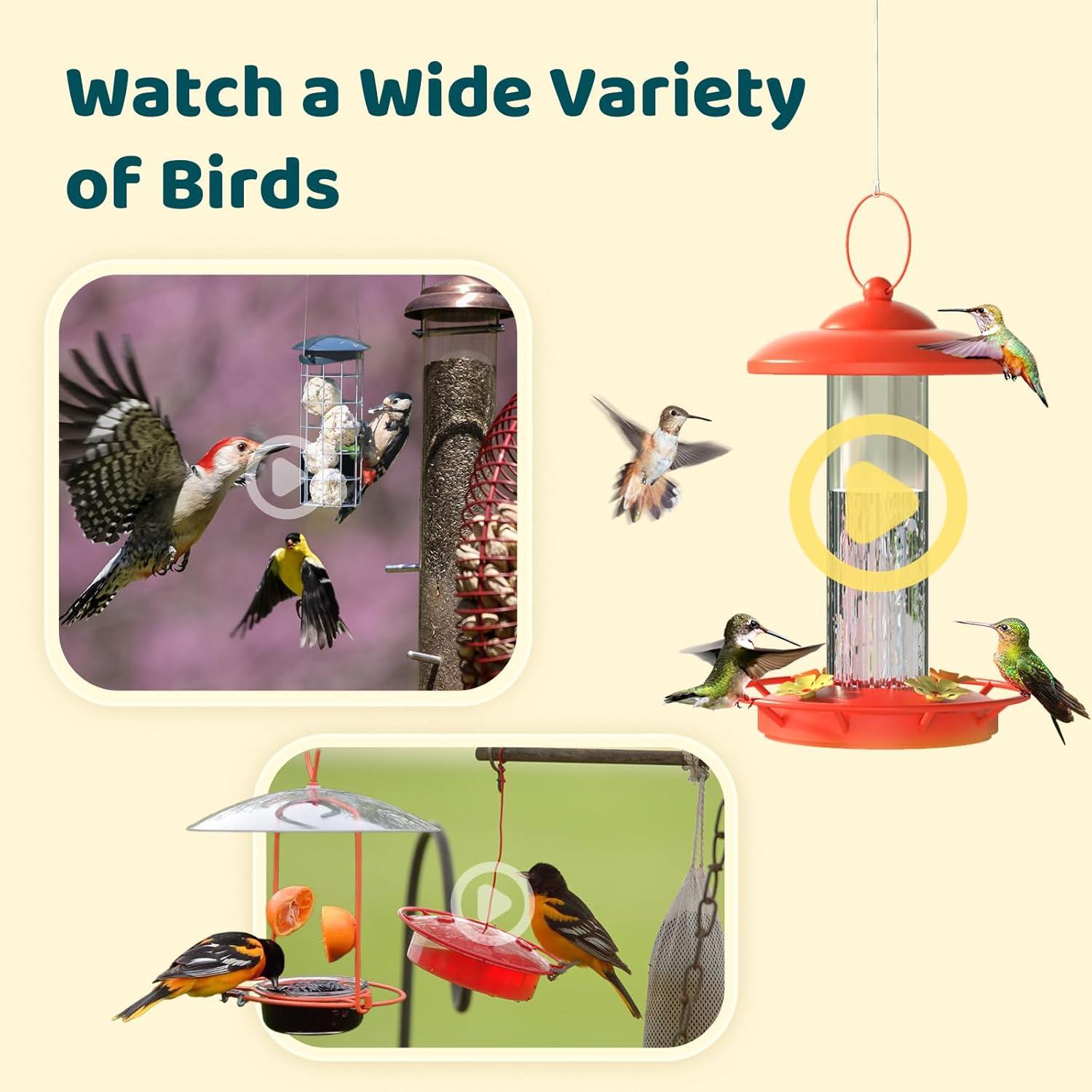 Cámara Inteligente NETVUE Birdfy Lite para Comederos de Aves