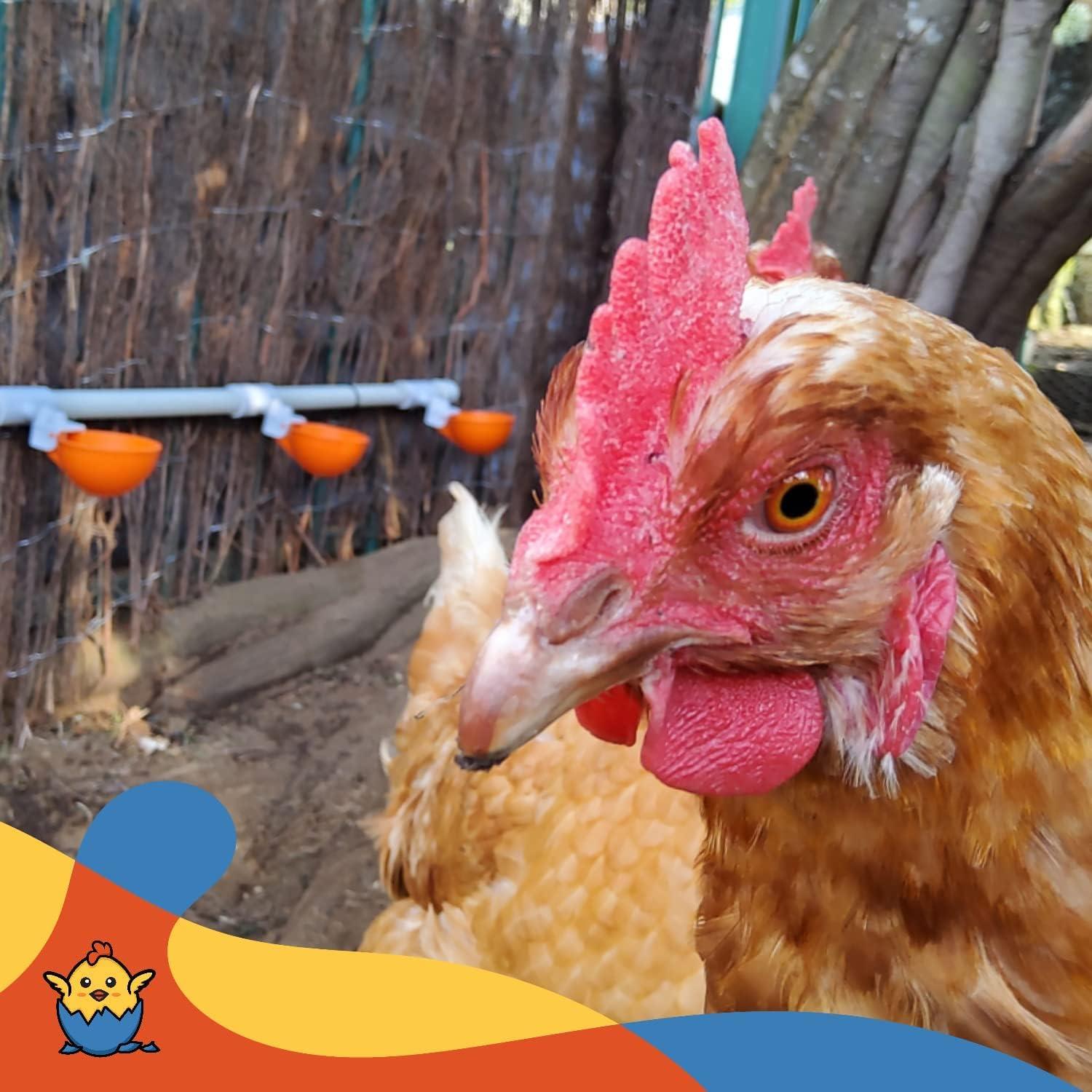 Tazas Automáticas para Beber Pollos Lil'Clucker - Kit 5 Pcs