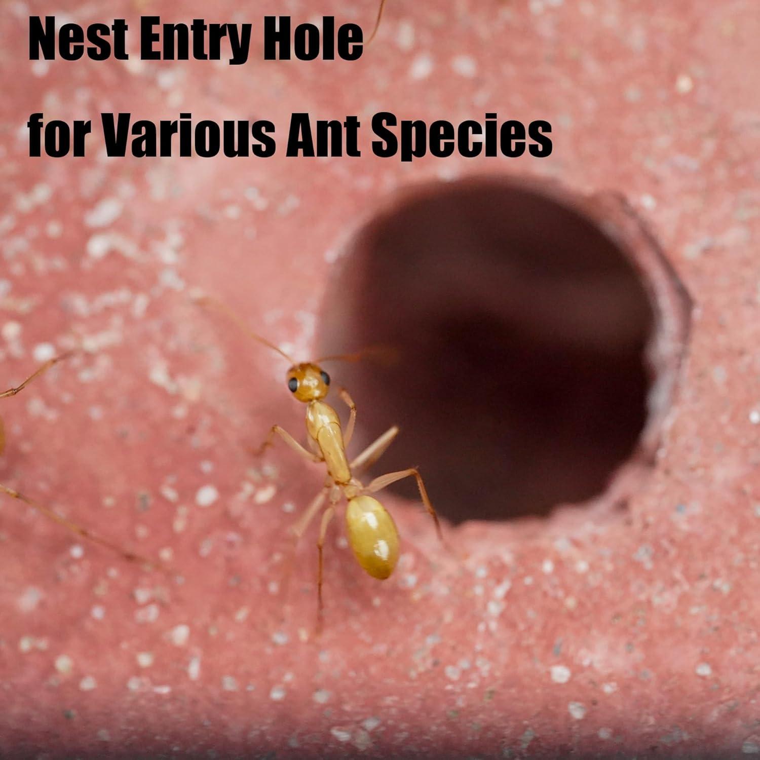 Granja de Hormigas Rimsunta Nido 9.5x10.5 cm Juguete Educativo