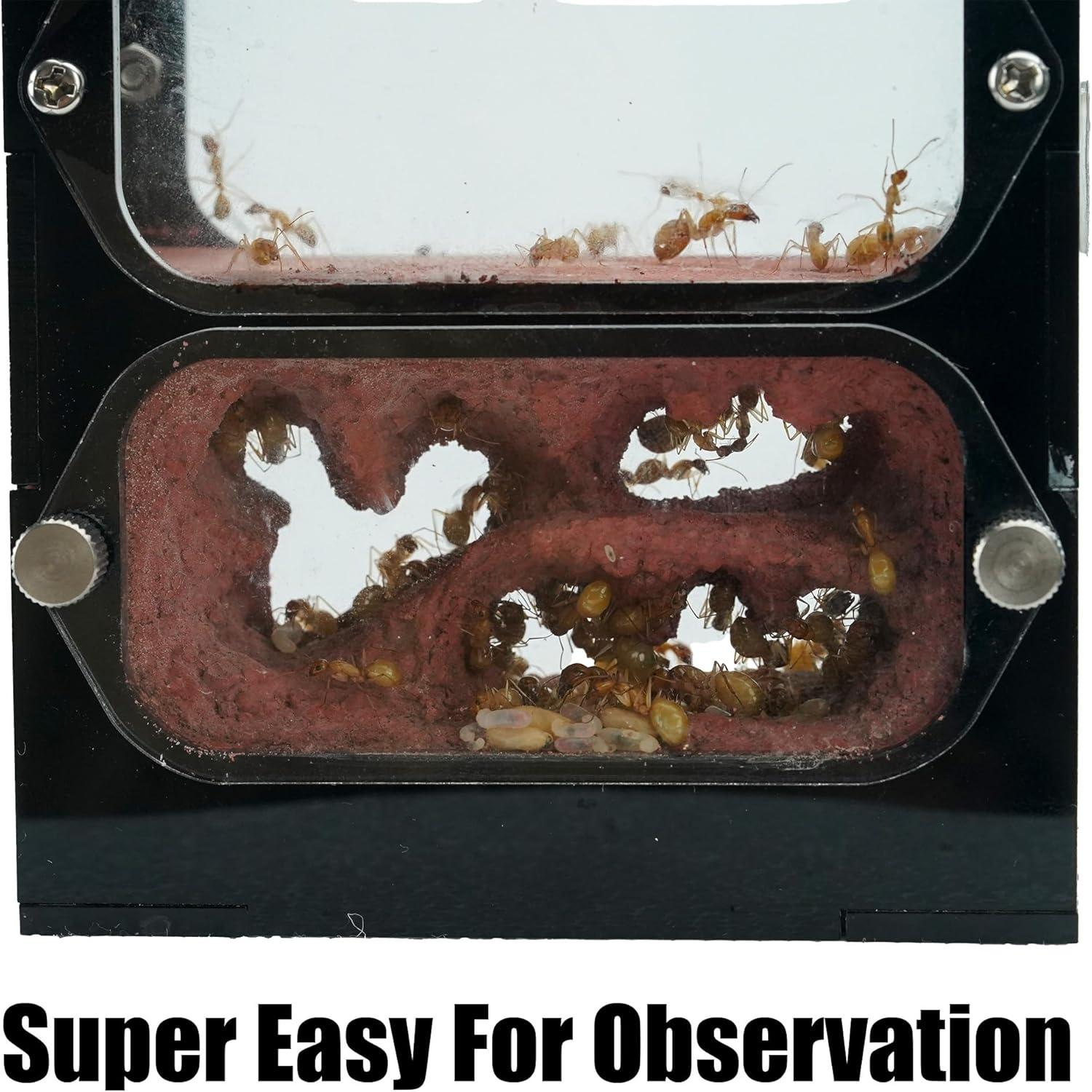 Granja de Hormigas Rimsunta Nido 9.5x10.5 cm Juguete Educativo