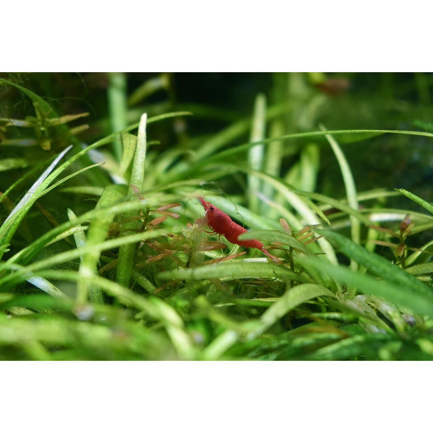 Suplemento para Plantas Acuáticas Seachem Flourish 500 ml