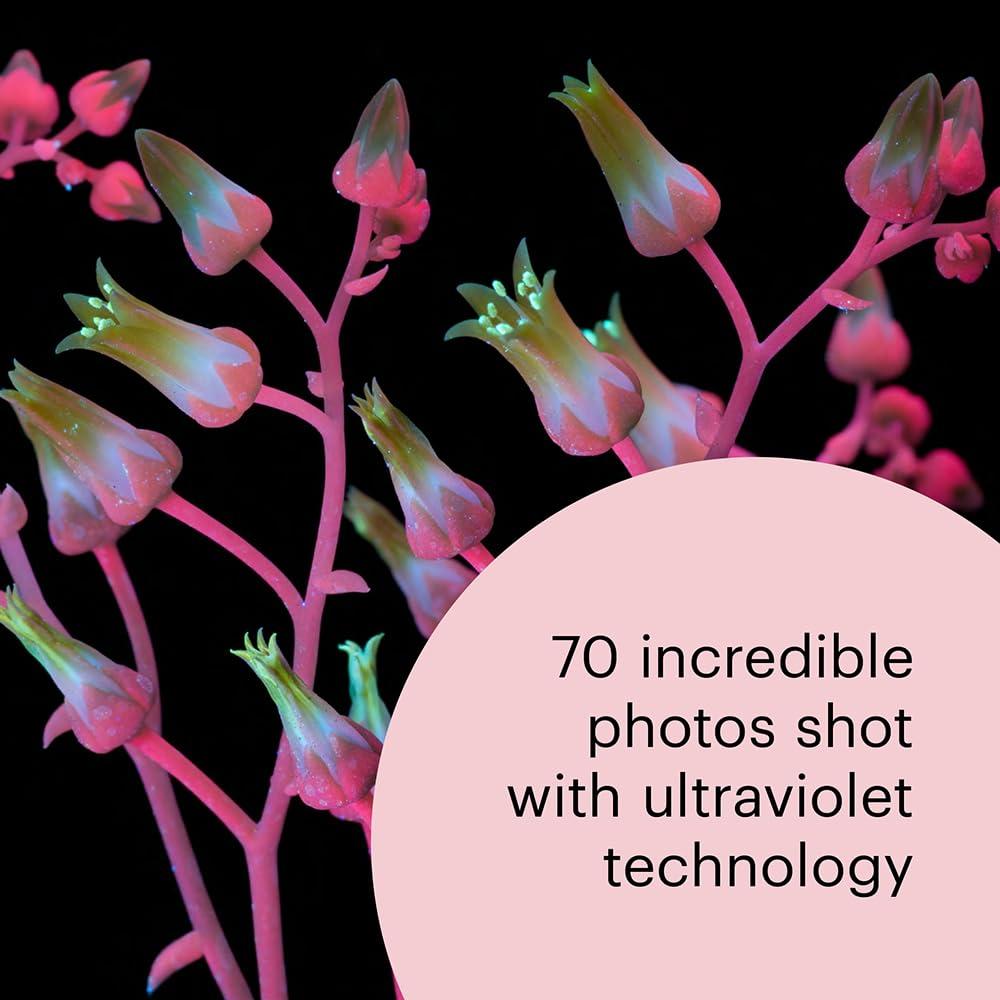 What the Bees See: A Honeybee's Eye View of the World