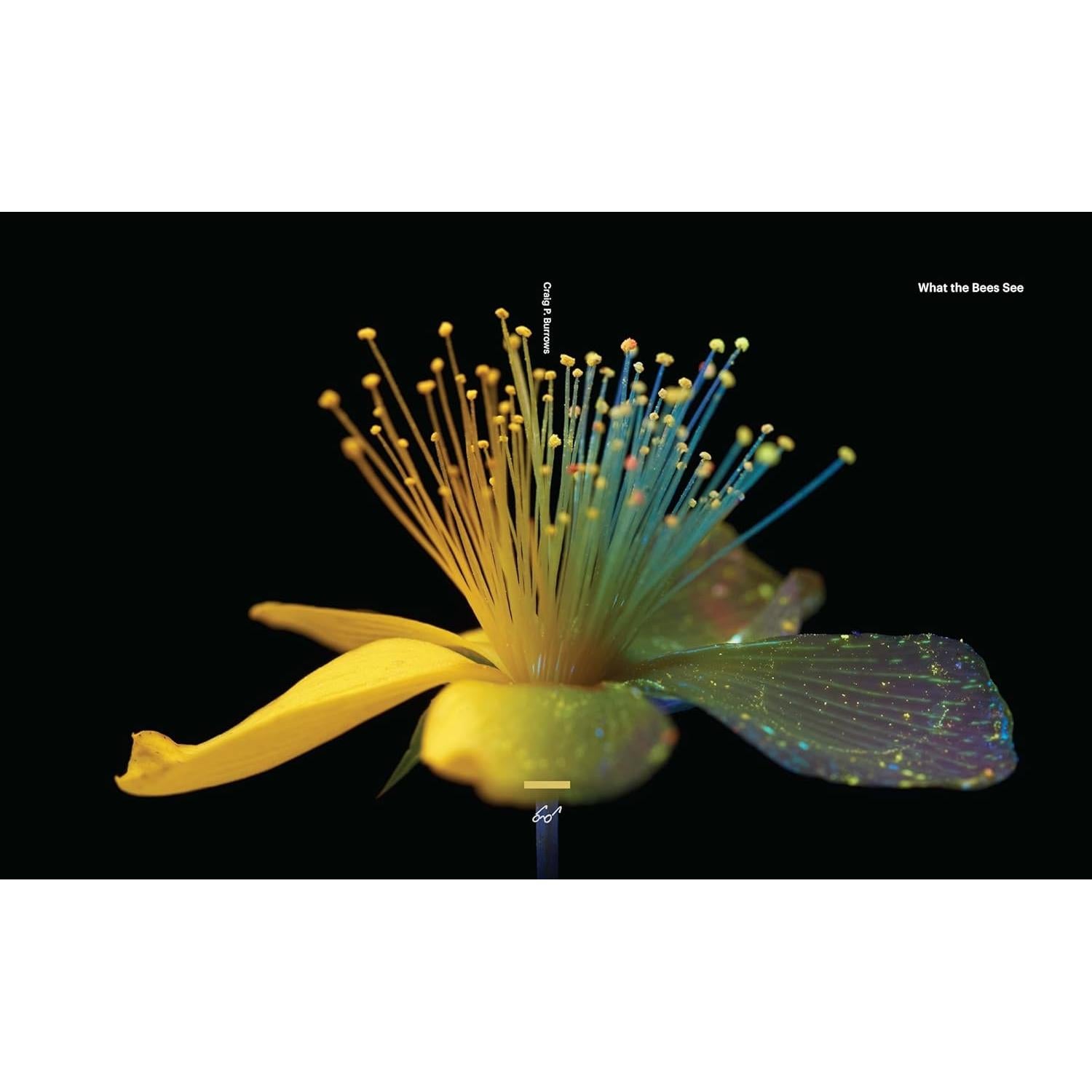 What the Bees See: A Honeybee's Eye View of the World