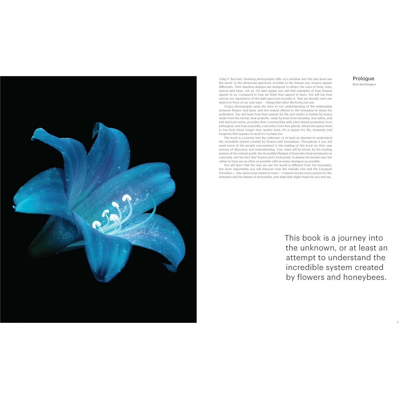 What the Bees See: A Honeybee's Eye View of the World