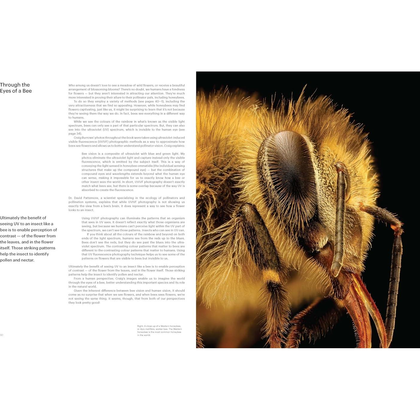 What the Bees See: A Honeybee's Eye View of the World