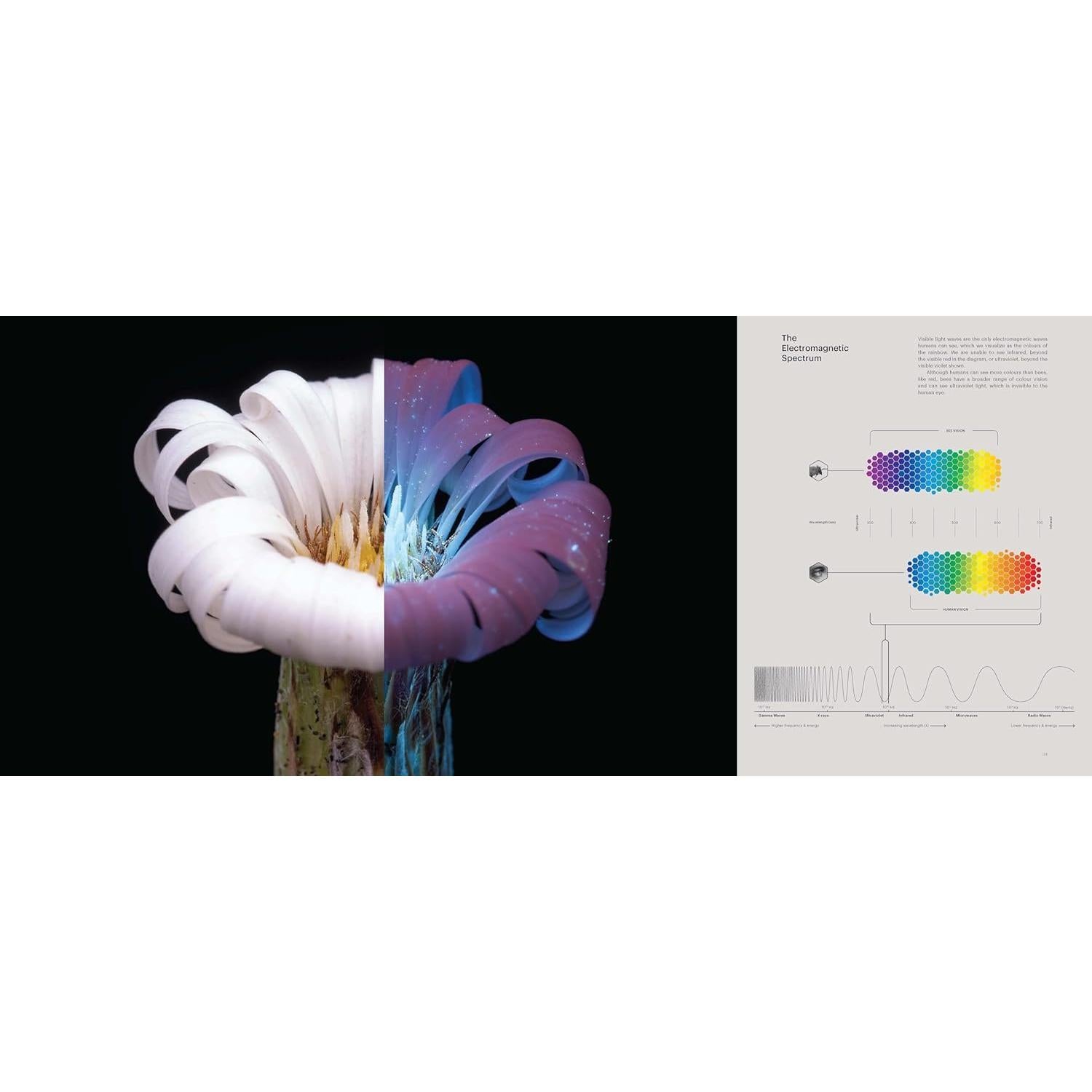 What the Bees See: A Honeybee's Eye View of the World