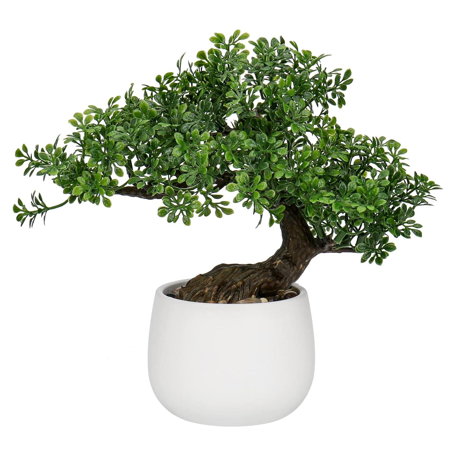 Bonsai Falso DILATATA Junípero 25,4 cm con Maceta Blanca